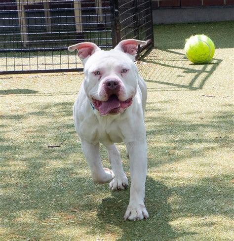 Animal Rescue League of Boston rescues 6 dogs from ‘unsanitary’ Malden home